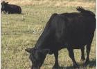 Anthrax outbreak affects 24 herds