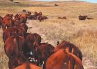 Campbell Red Angus tweaks tradition