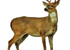 Update on Chronic Wasting Disease Management